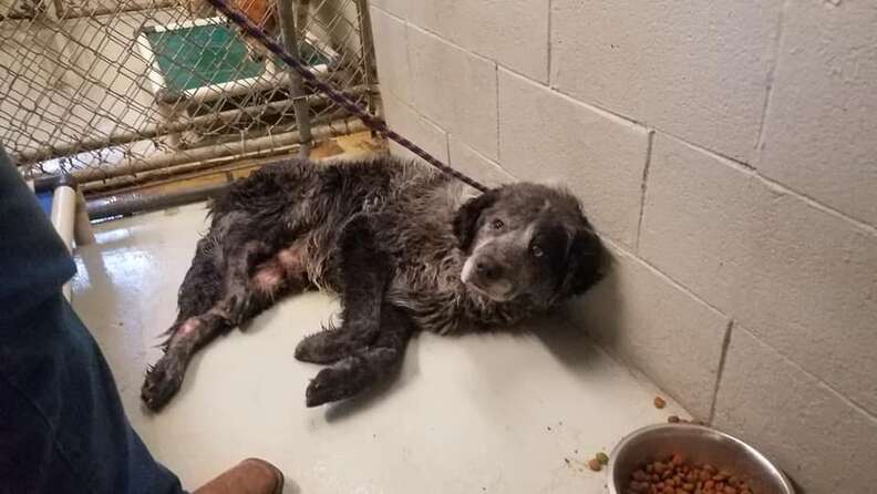 Sick shelter dog lying in kennel