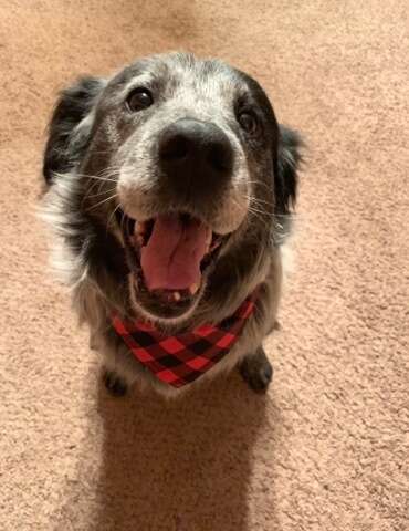 Smiling dog with bandana around neck