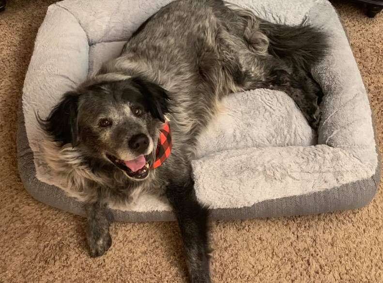 Smiling dog lying in dog bed