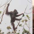 Orangutans clinging to last trees in rainforest