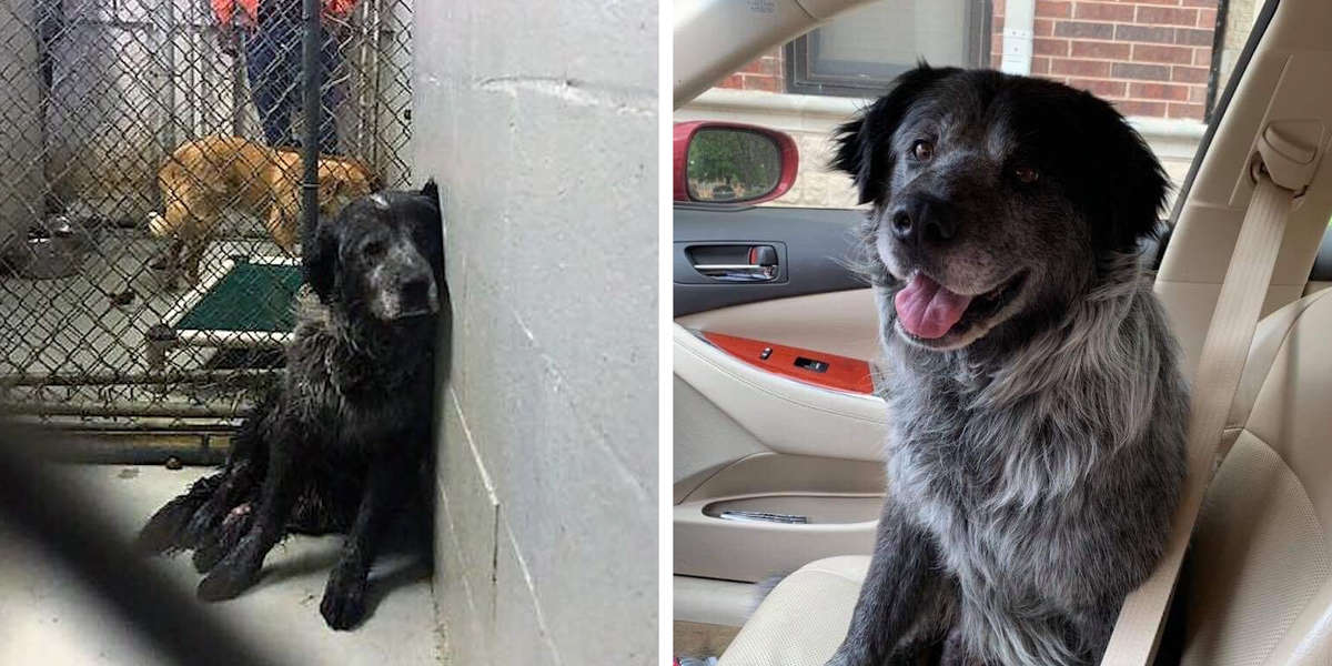 ‘Broken’ Shelter Dog With Sad Past Smiles After Being Rescued The Dodo