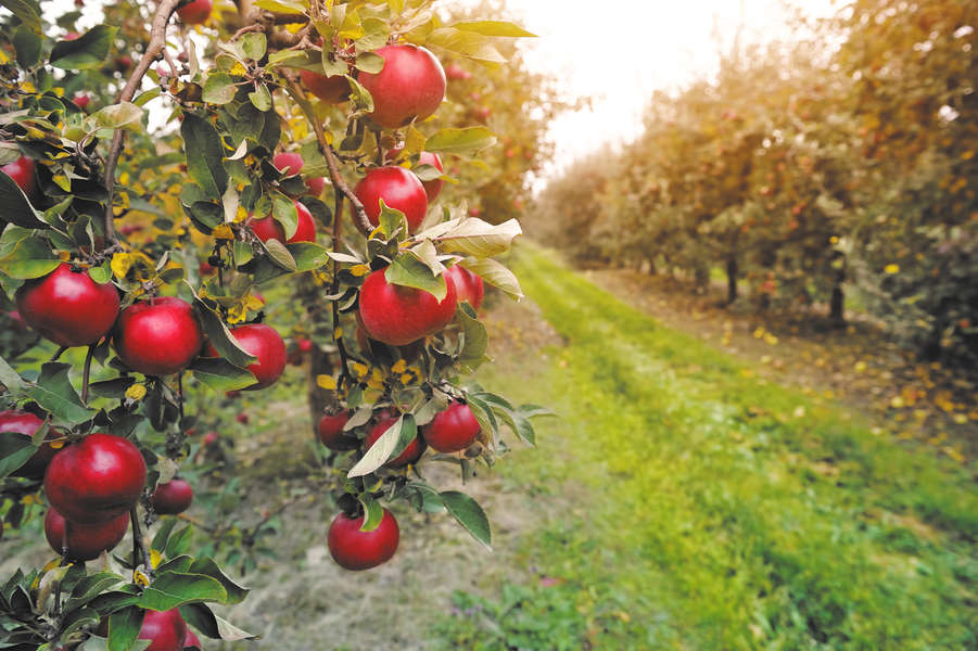 50,000 Apples Stolen From Indiana Apple Orchard - Thrillist