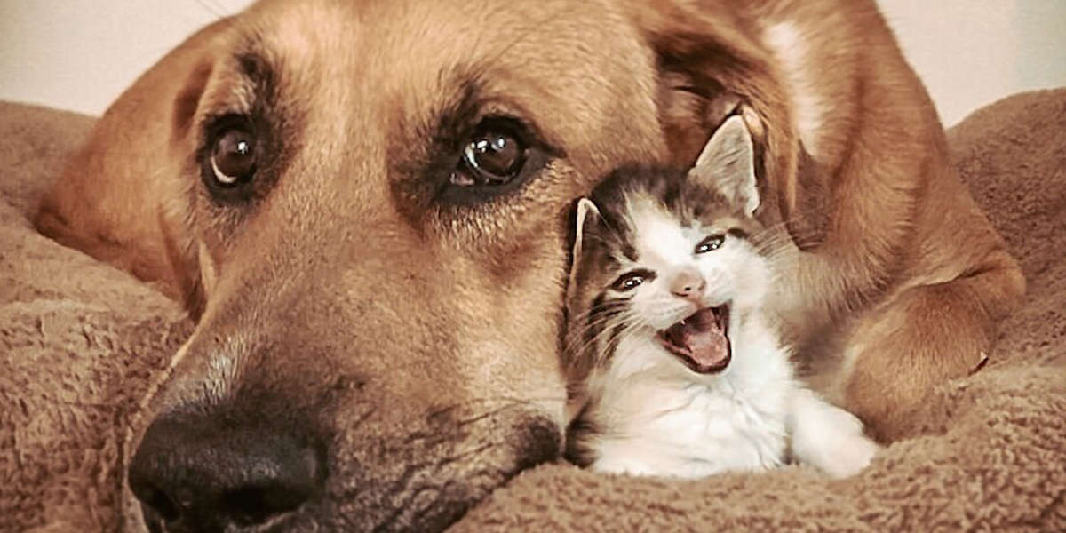 Tiny Cat And Huge Dog Are Obsessed With Each Other - Videos - The Dodo