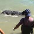 Dolphin Asks Man To Save Him From Hunters