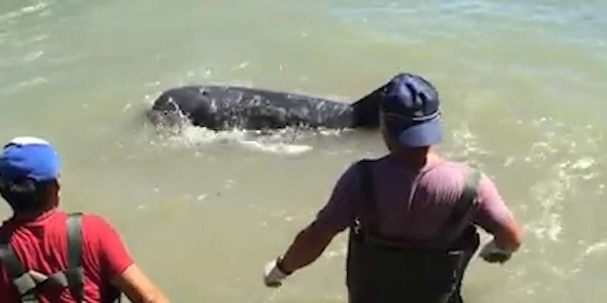 Dolphin Asks Man To Save Him From Hunters - Videos - The Dodo