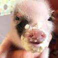Tiniest, Cutest Pig Ever Grows Up FEISTY