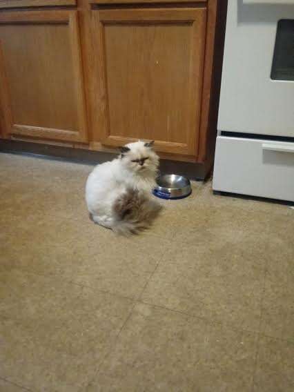 Persian cat sitting in front of bowls on floor