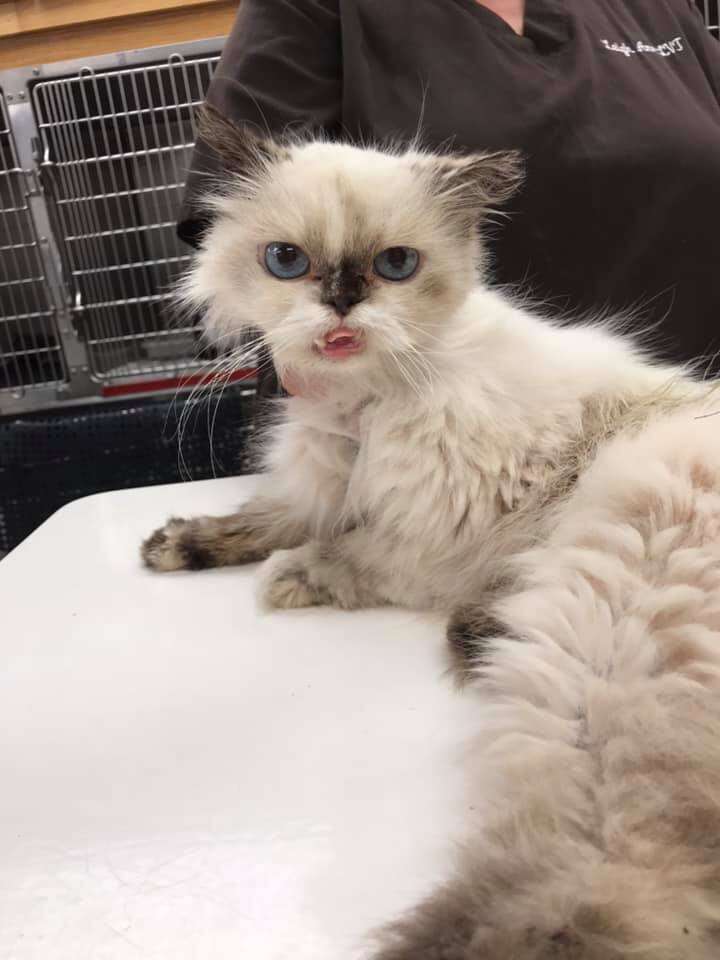 Sick Persian cat being treated at the vet