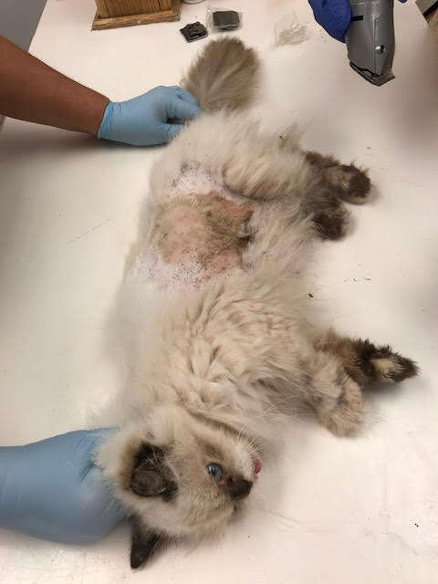 Sick cat lying on examination table at vet office