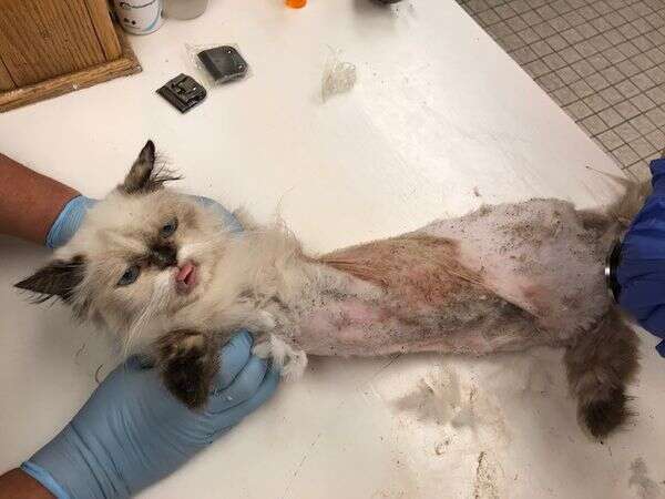 Shaven cat sitting on table at vet office