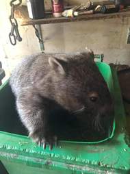 hungry wombat