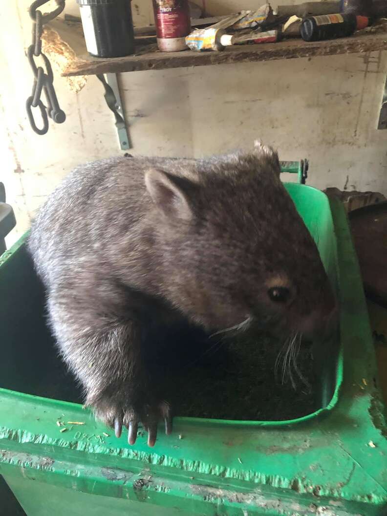 hungry wombat