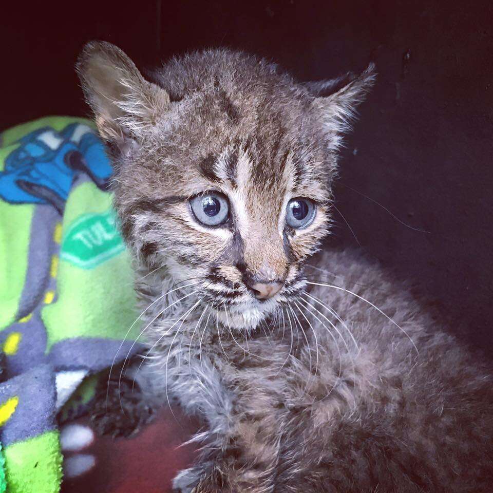 Baby bobcat at rehabilitation