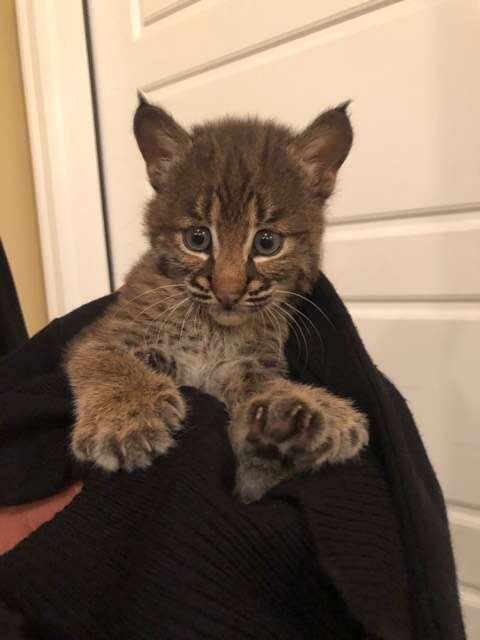 Bobcat kitten wrapped up in sweater