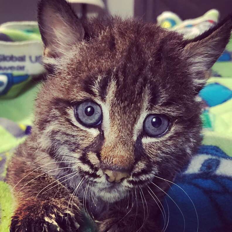 Baby bobcat in rehabilitation