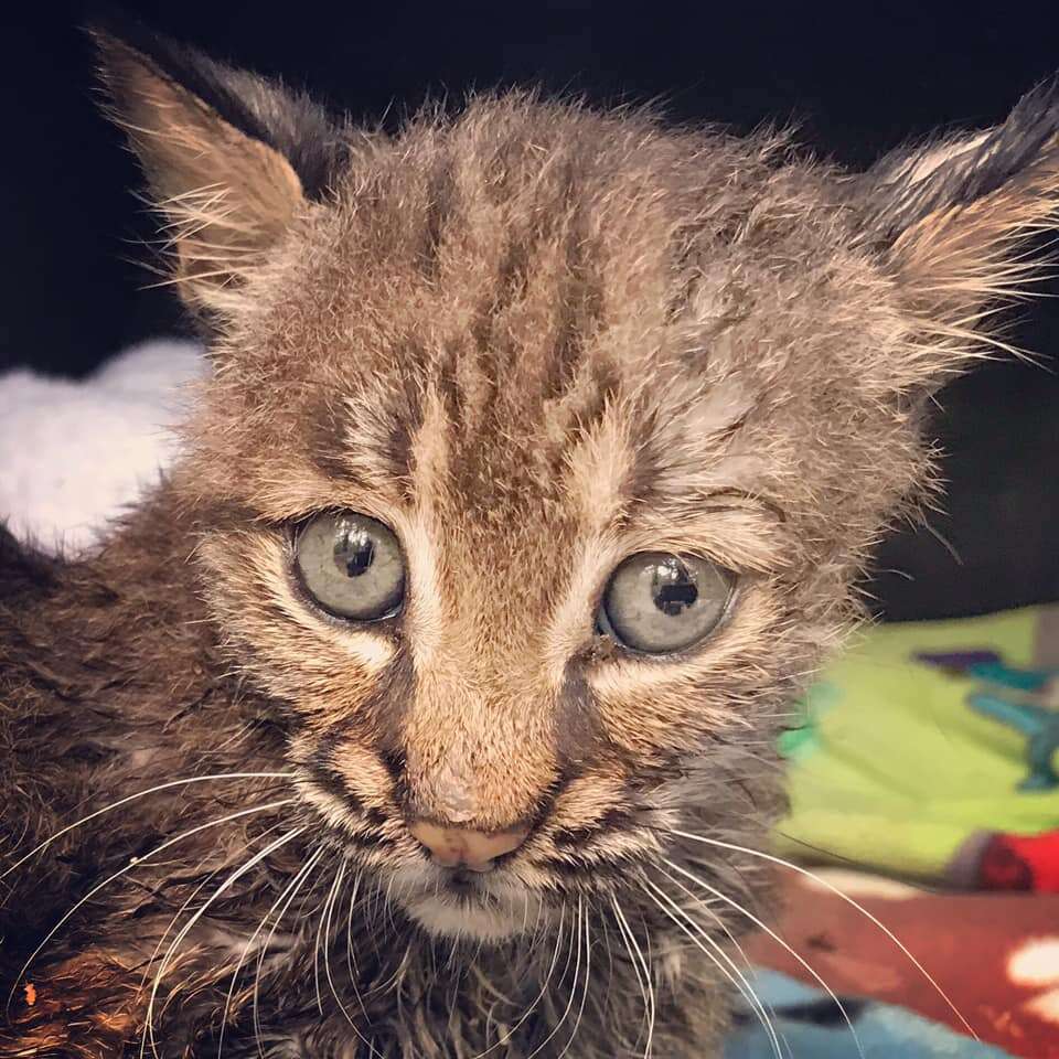 Baby bobcat kitten