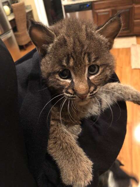 Bobcat being held by person inside sweater