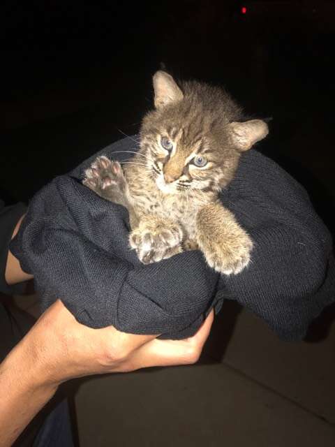 Bobcat kitten wrapped up in black sweater