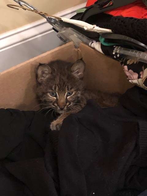 Bobcat kitten snuggled up in box