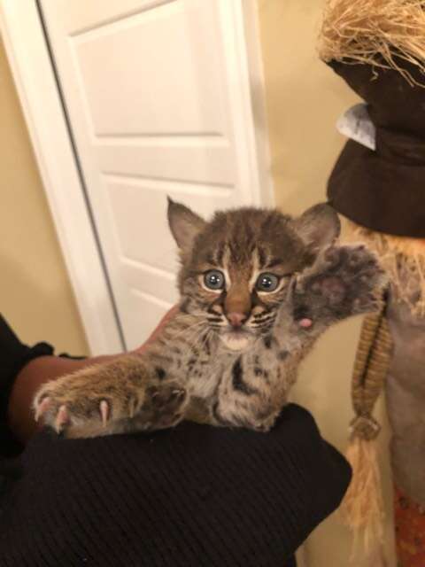 Bobcat kitten holding a big paw up