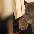 Bobcat kitten wrapped up in sweater