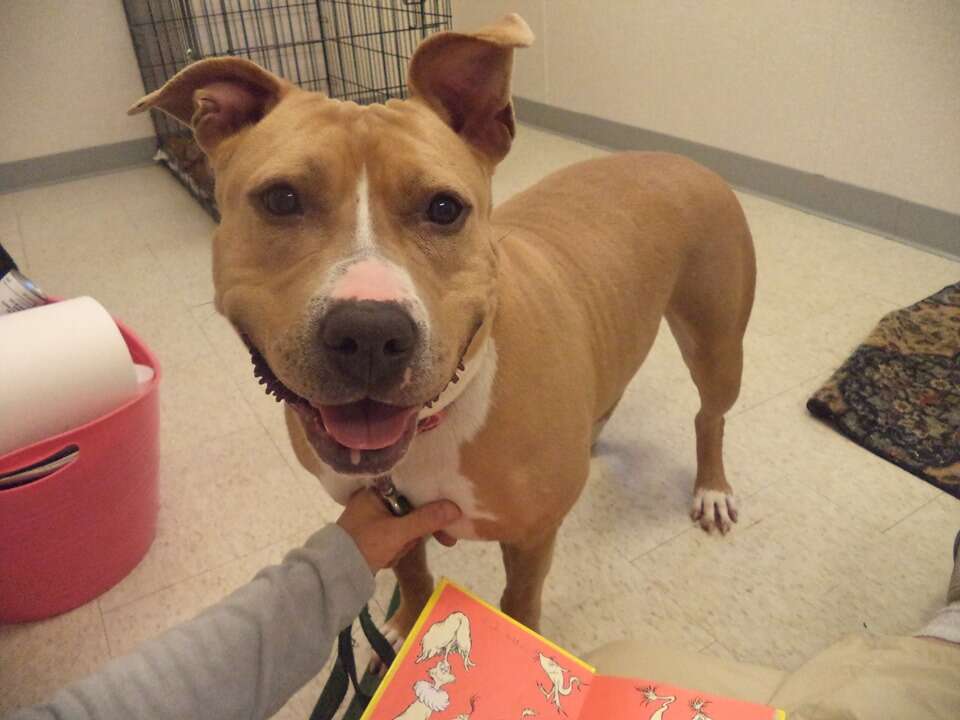 Smiling dog inside kennel