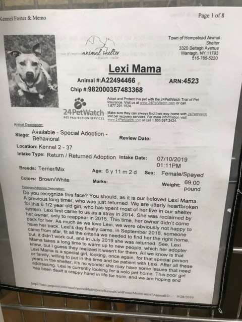 Kennel card on Lexi's cage at shelter