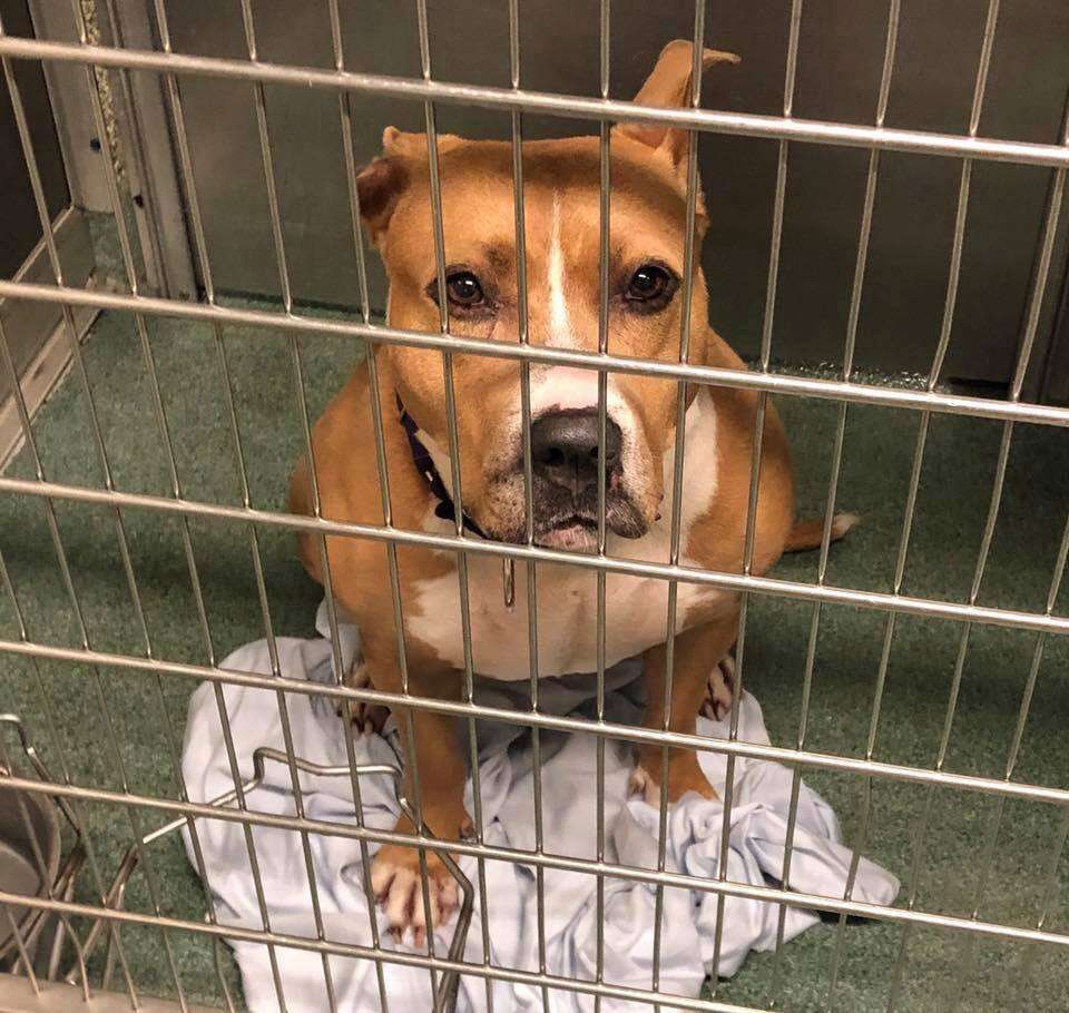 Terrier dog inside kennel