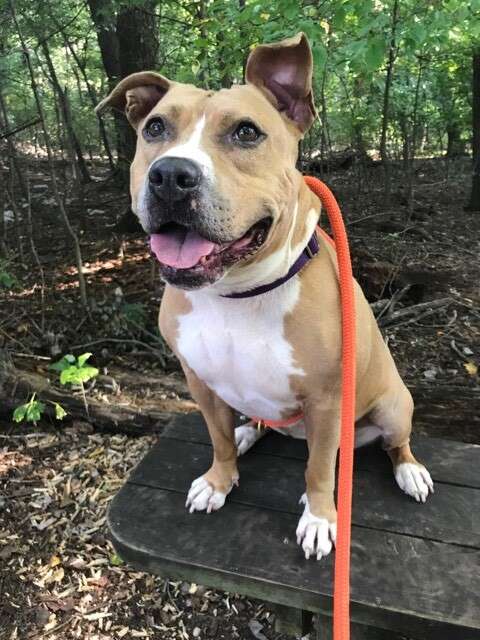 Dog sitting on bench while on walk