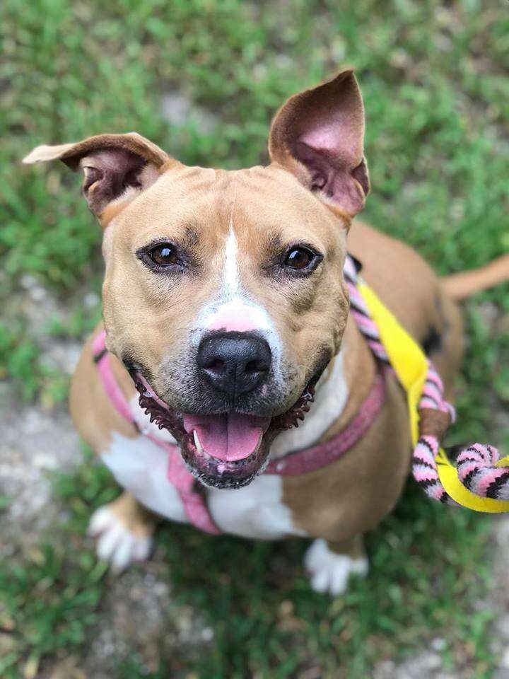 Smiling dog looking up at camera