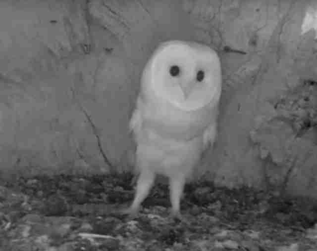 Watch This Baby Barn Owl Hear Thunder For The First Time The Dodo