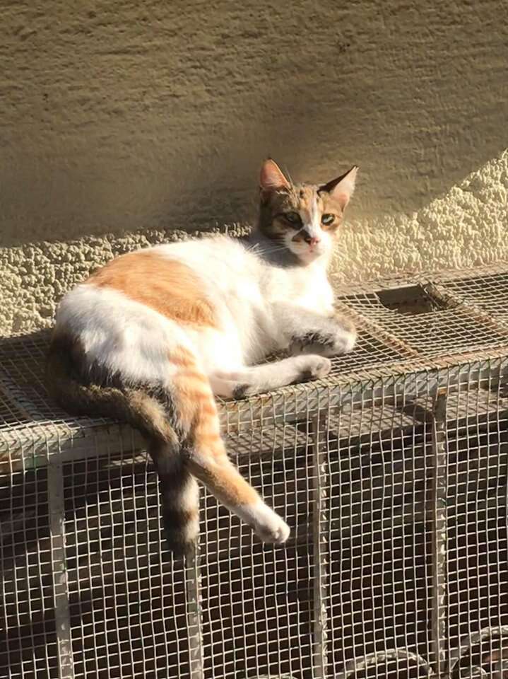 Cat sleeping on mesh cover outside apartment building