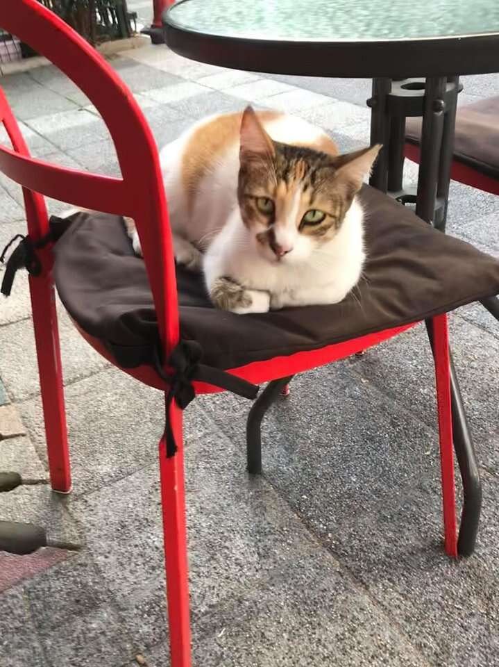 Cat sleeping on chair at cafe