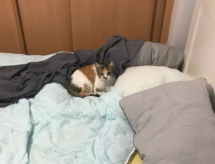 Cat sleeping in guy's bed