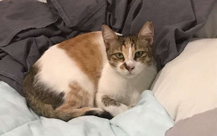 Cat snuggled up in man's bed