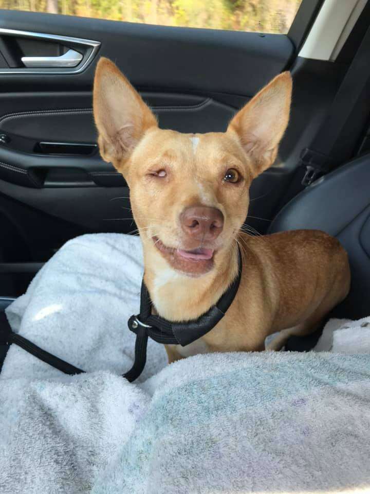 Dog smiling in woman's car