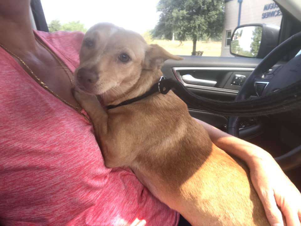 Woman holding little dog