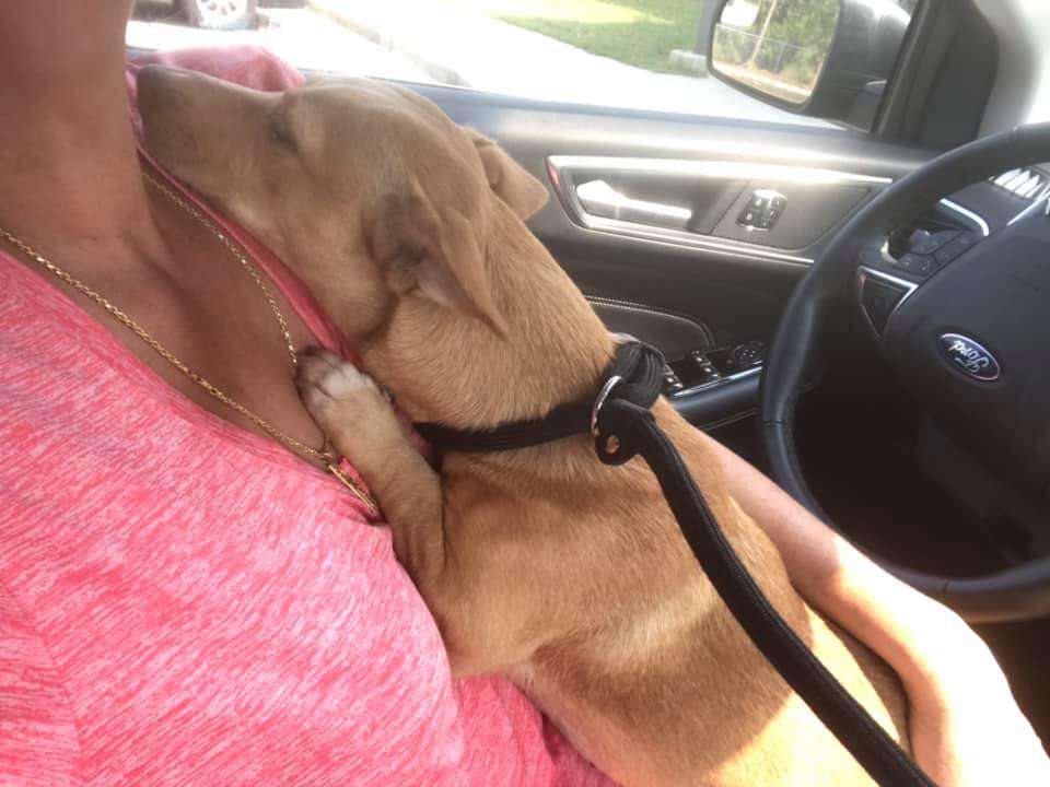 Little dog cuddling up to woman