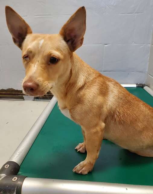 Corgi mix sitting on dog bed in shelter