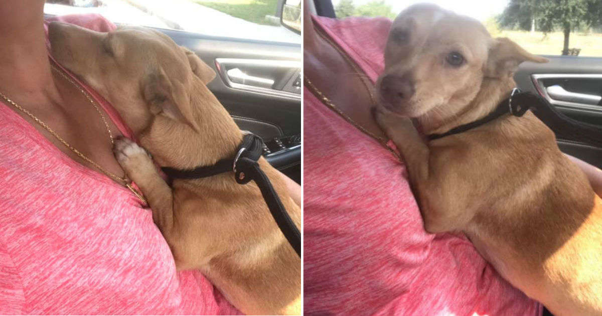 Little Dog Can’t Stop Thanking The Woman Who Saved Her