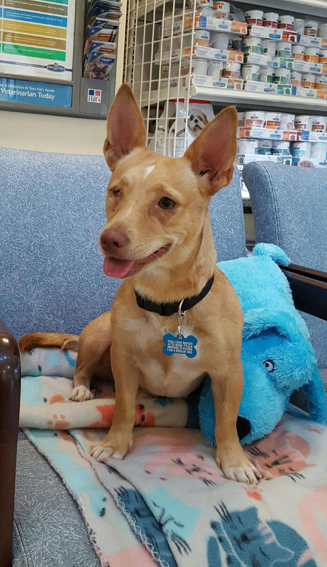 Smiling dog at vet