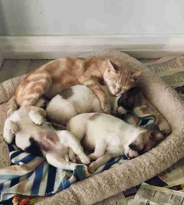 Kathryn the cat adopts a litter of puppies