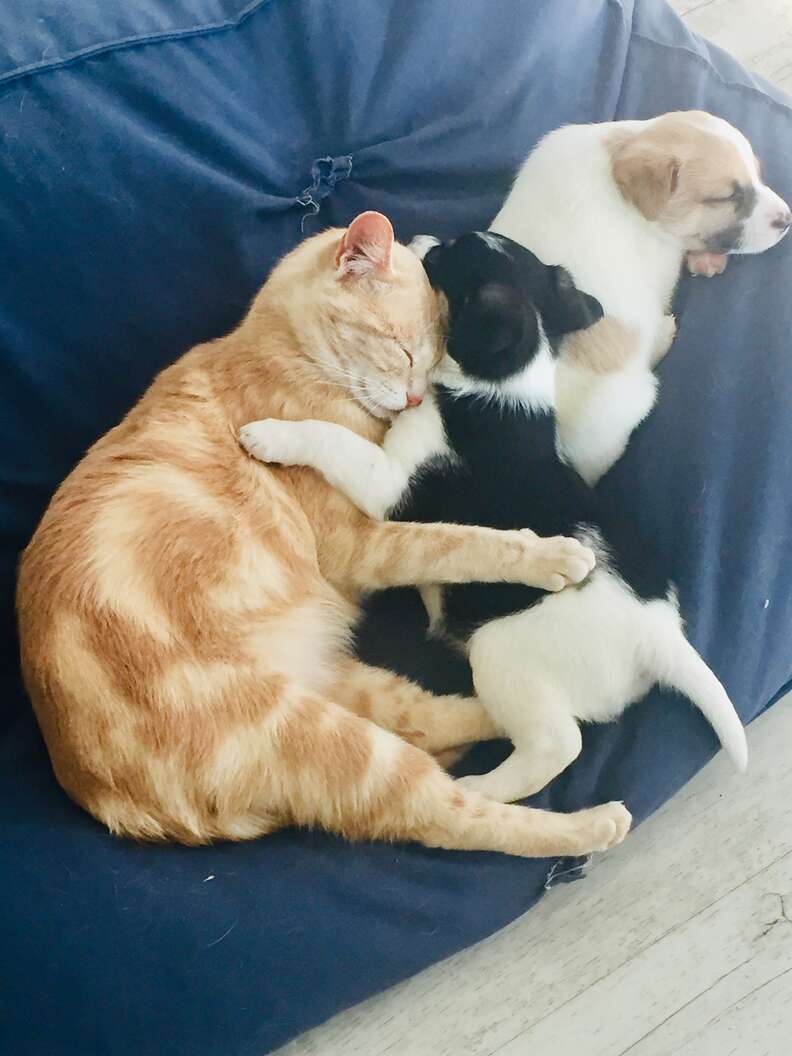 Cat mom snuggles her adopted puppy