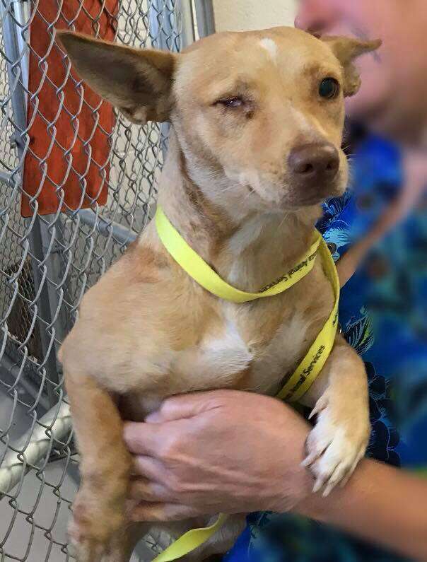 Woman holding scared shelter dog