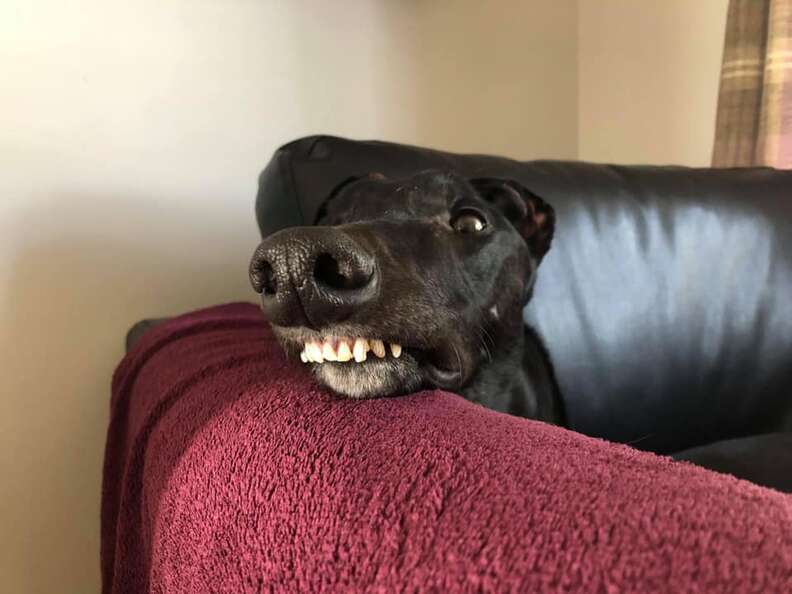 Dog with big teeth lounging on the couch