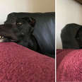 Black greyhound with goofy smile