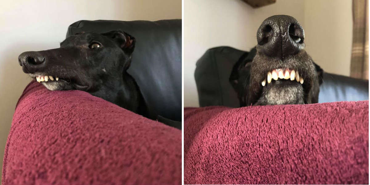 what does an overbite look like on a dog