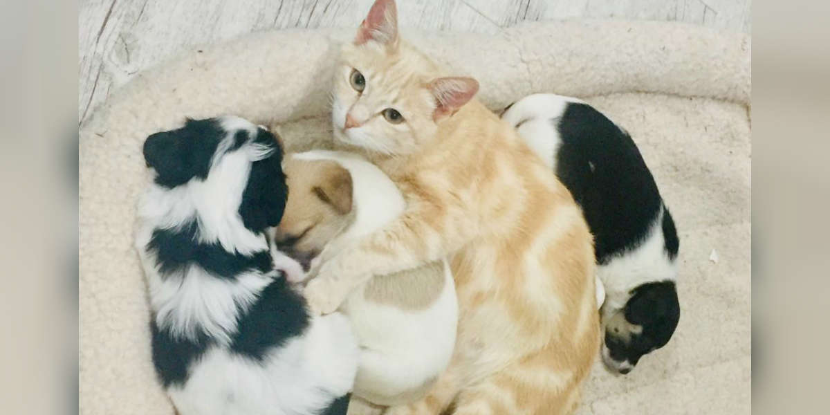 Cat Mom Adopts Orphaned Litter Of Puppies！ キラキラの灰