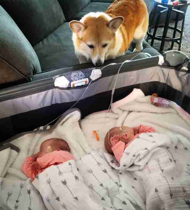 corgi watches babies