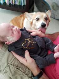 corgi watches babies